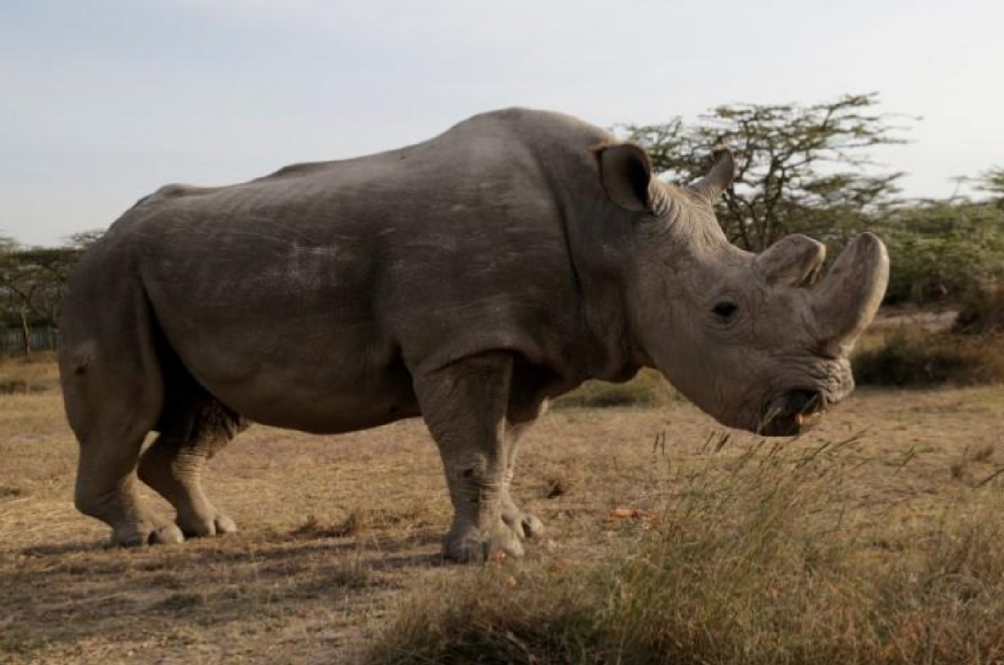 rhino.png