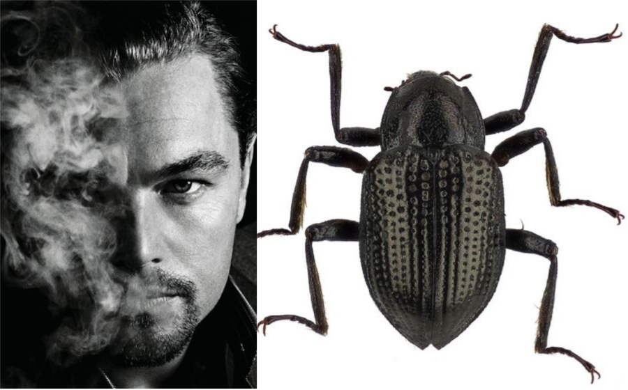 leonardo-kumbang-header.jpg