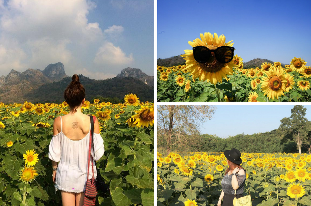 sunflower.png