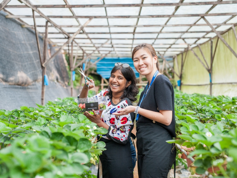 Cabaran buat jem strawberi bermula.