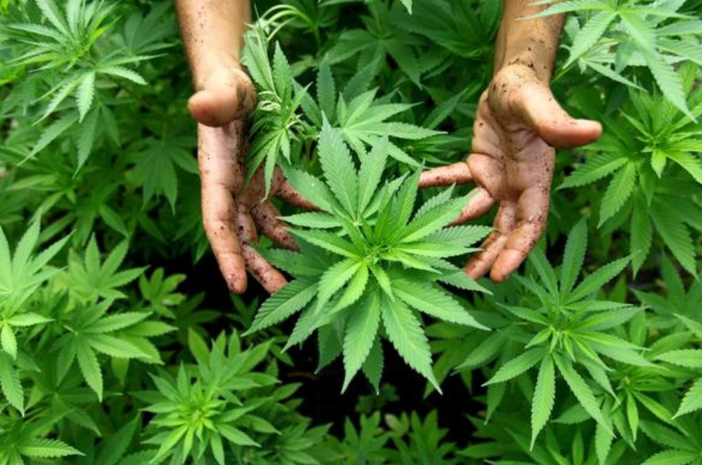 medical-weed.jpg