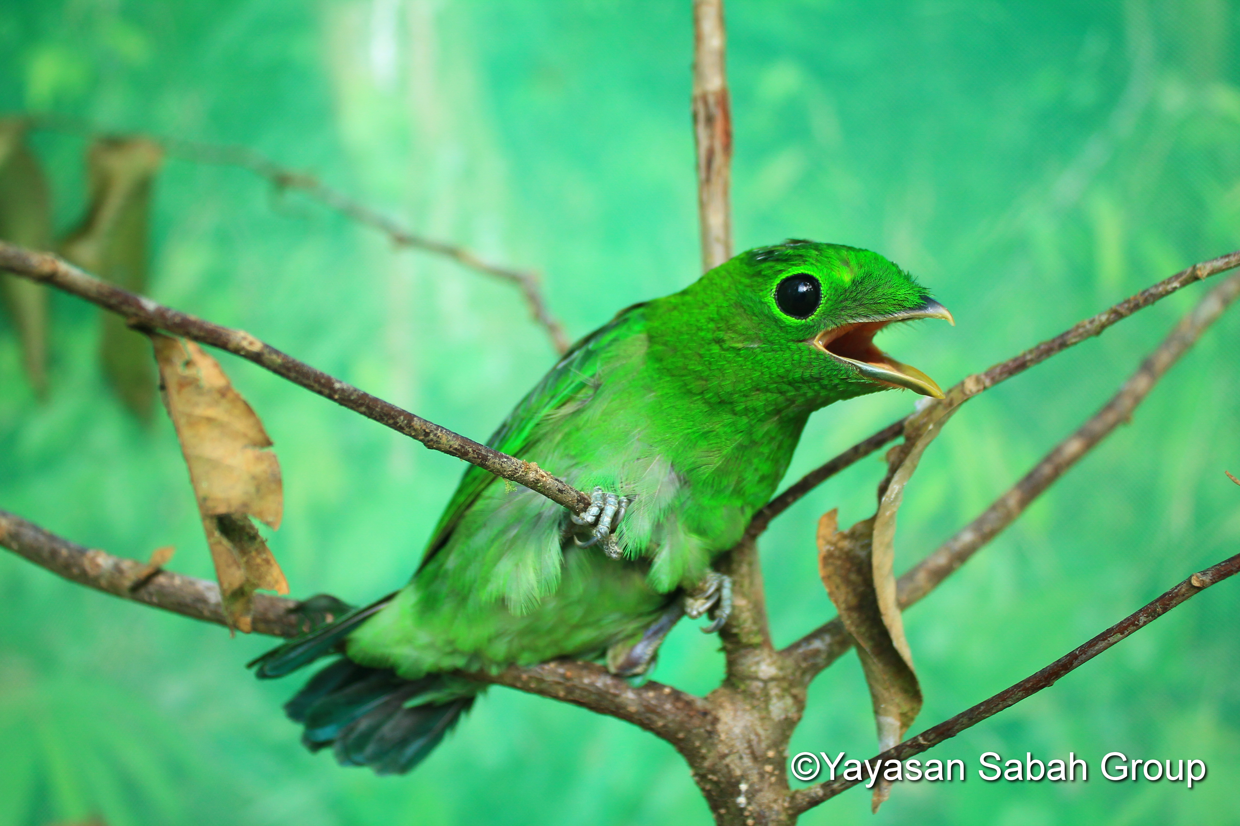 The sound of birds chirping is much better than the annoying notifications on phone