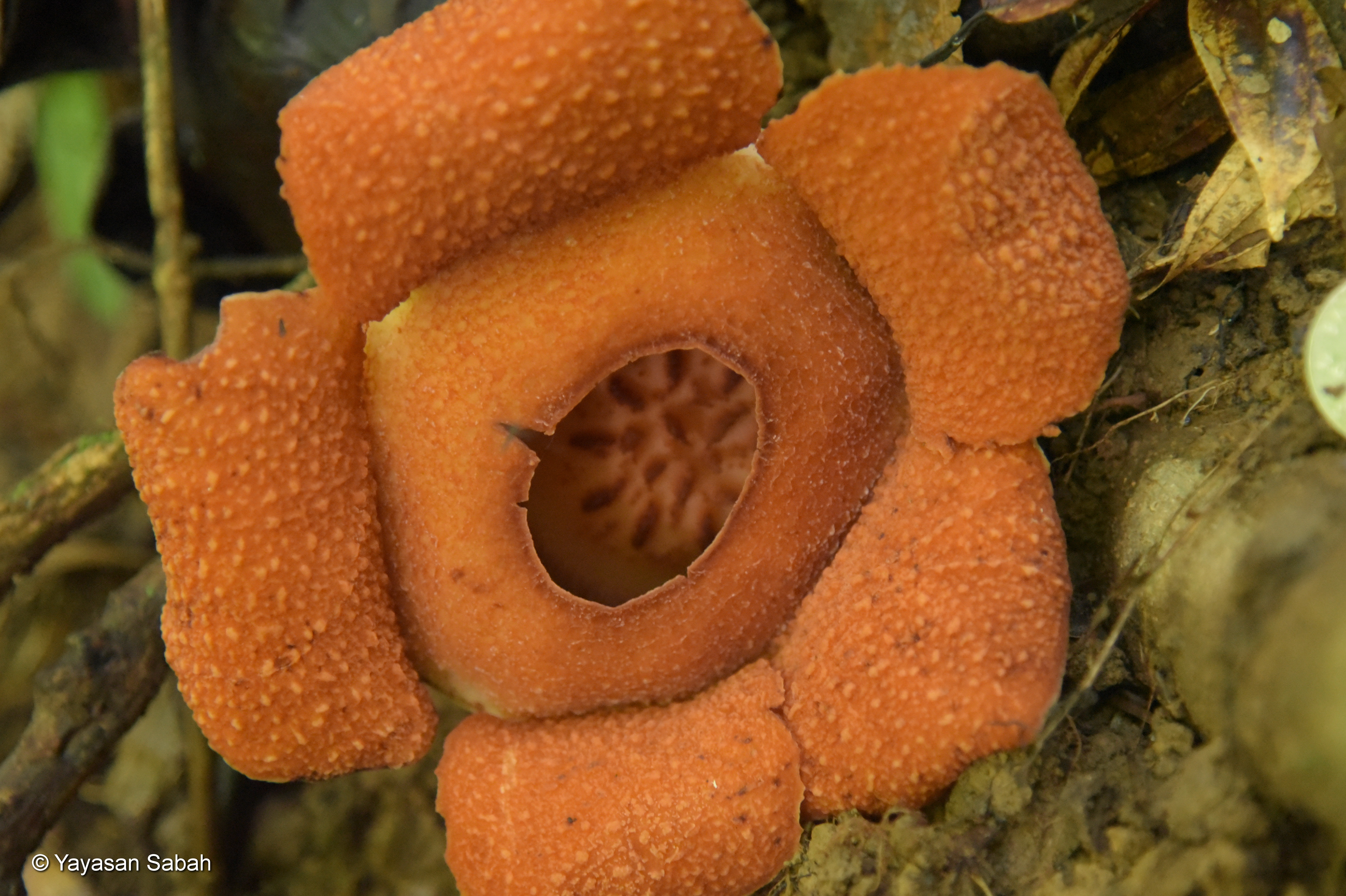 You've got to spend longer and hike further to find these