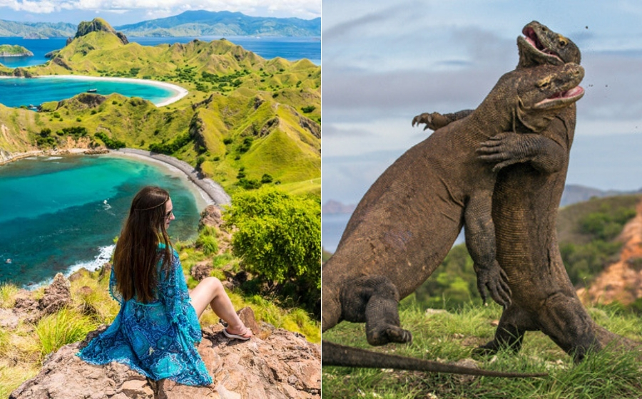 komodo.jpg