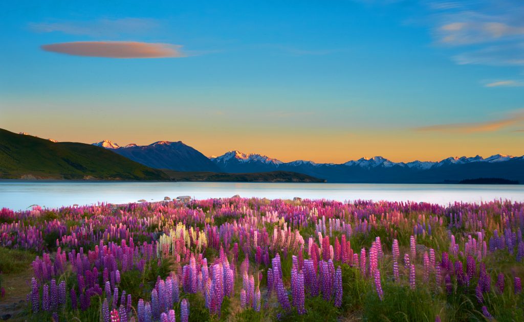 Colourful lupins adorn Lake Tekapo <3