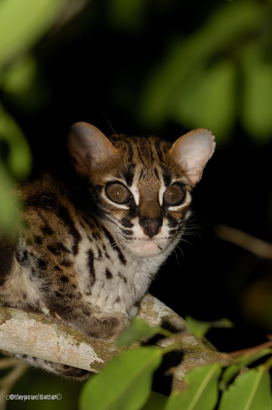 The biggest cat you'll find here are the clouded leopards