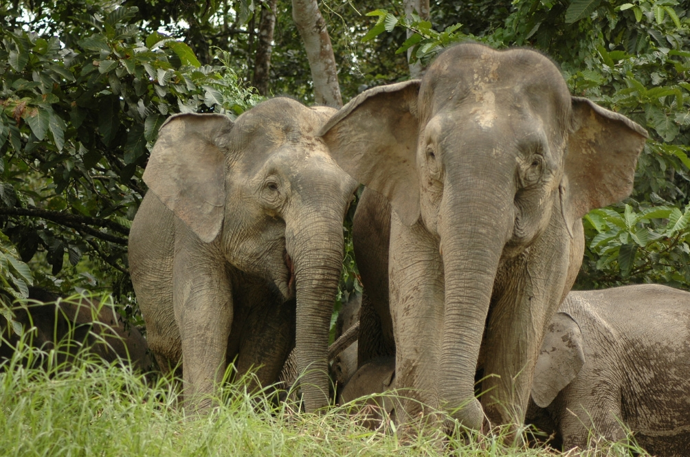 main-elephants.jpg