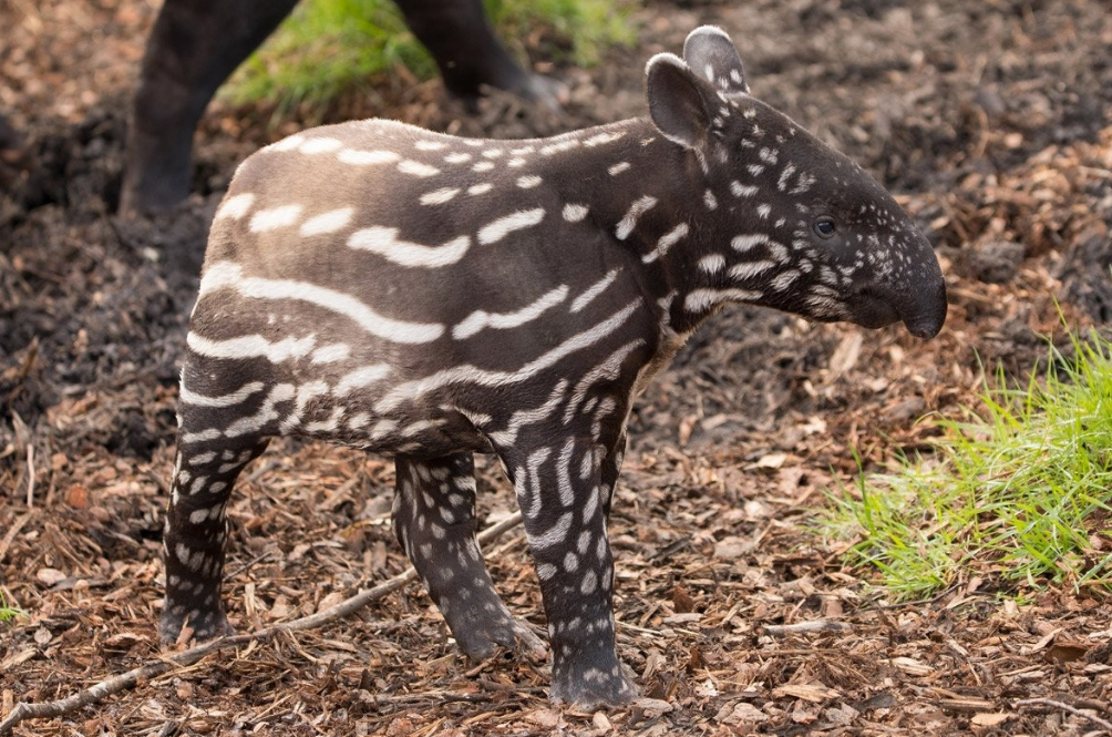 main-tapir.jpg