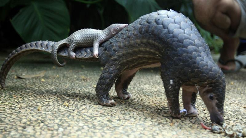 A pangolin with a baby on its back.