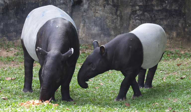 There are approximately 700 to 800 Malayan tapir left in Malaysia.