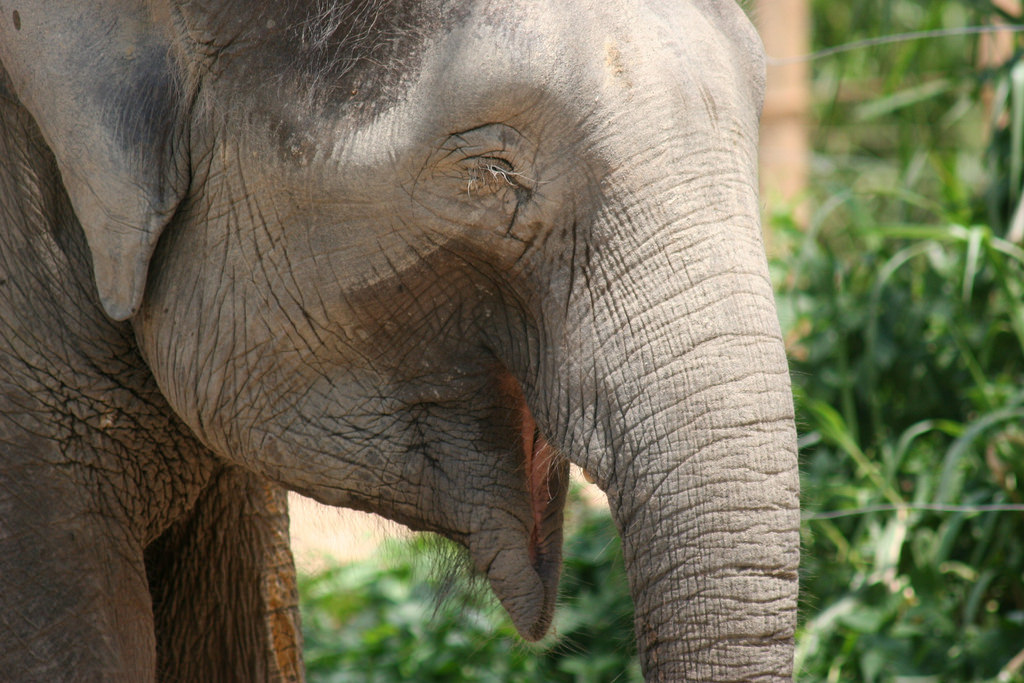 Flickr/ cakeordeath A smiling elephant is the best kind of elephant.