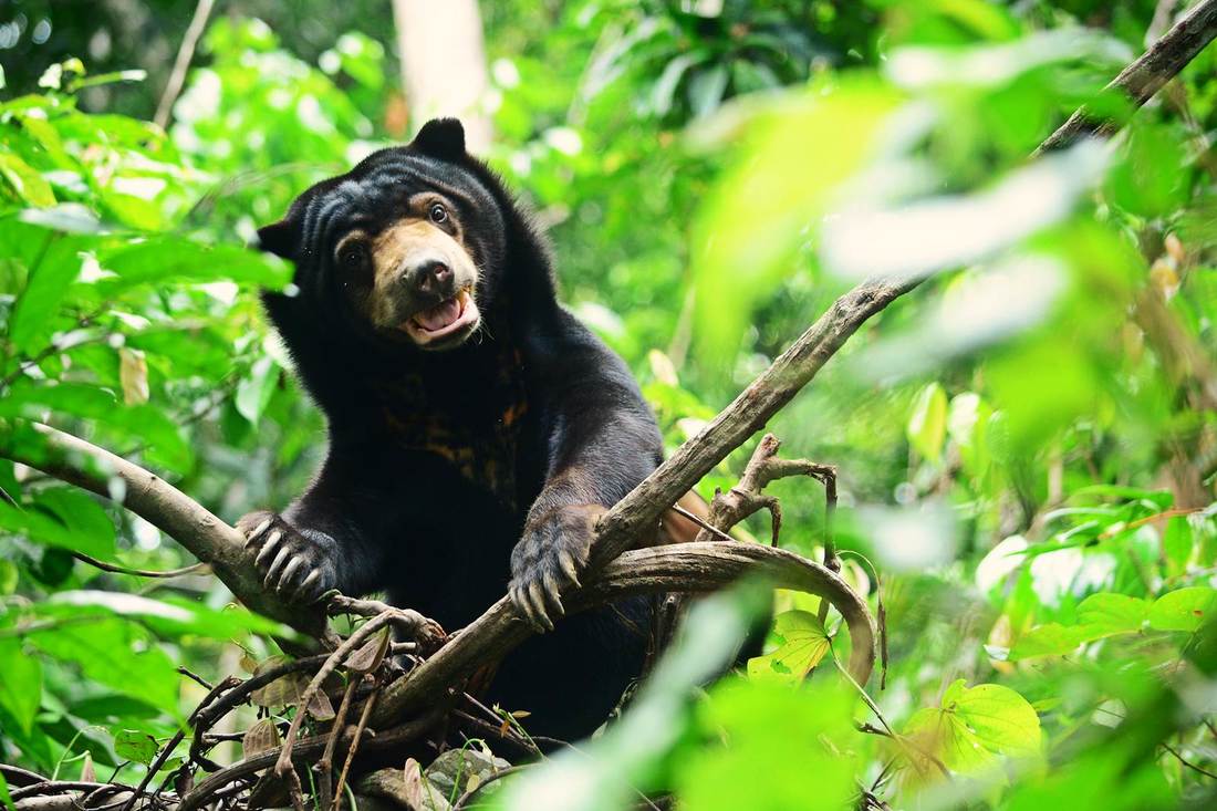 Bornean Sun Bear Conservation Centre Bornean Sun Bear.
