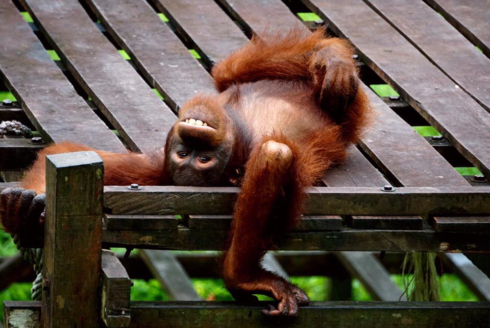 Facebook/ Orangutan Project Can you smile like me?