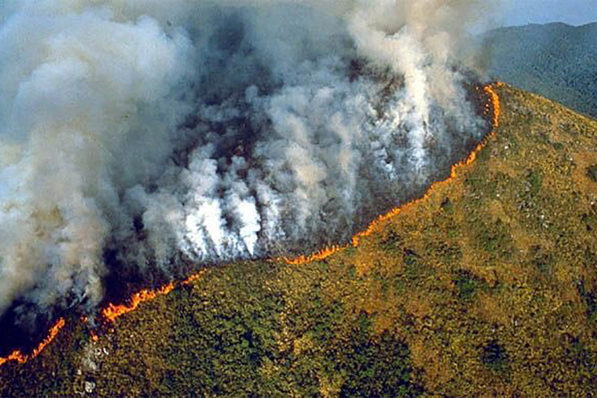 The forest is still burning.