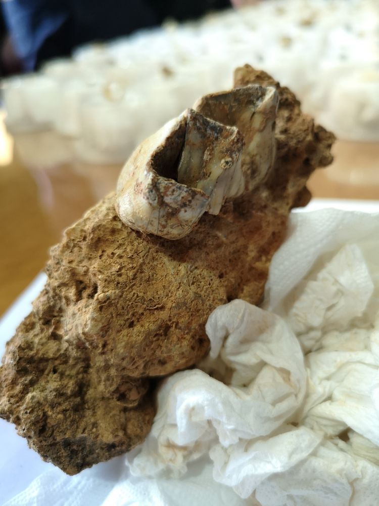 A well-preserved rhino tooth.