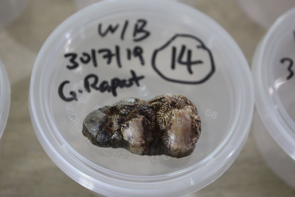 This fossil is said to be from a wild boar.