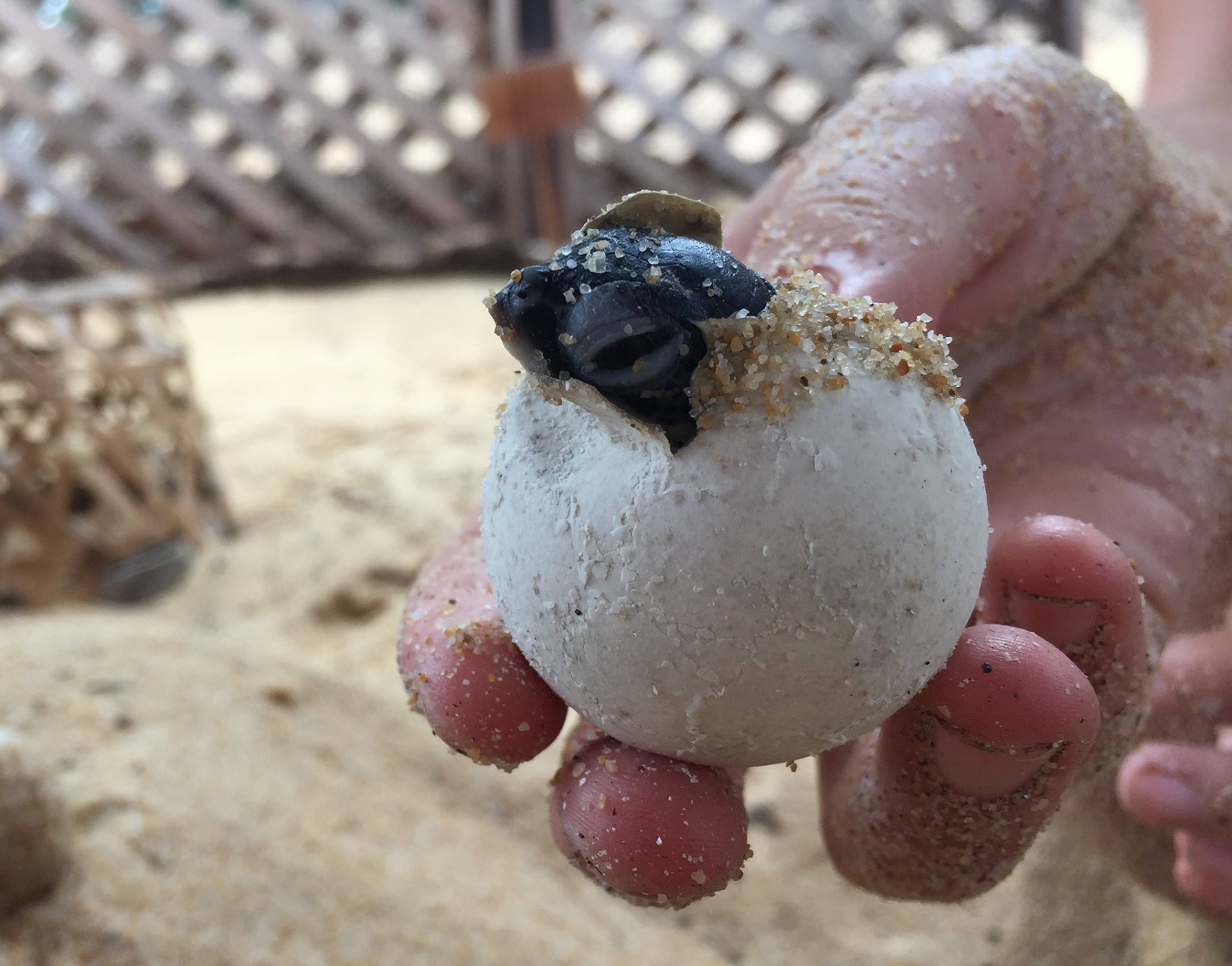 Facebook/ Lang Tengah Turtle Watch Hello world!