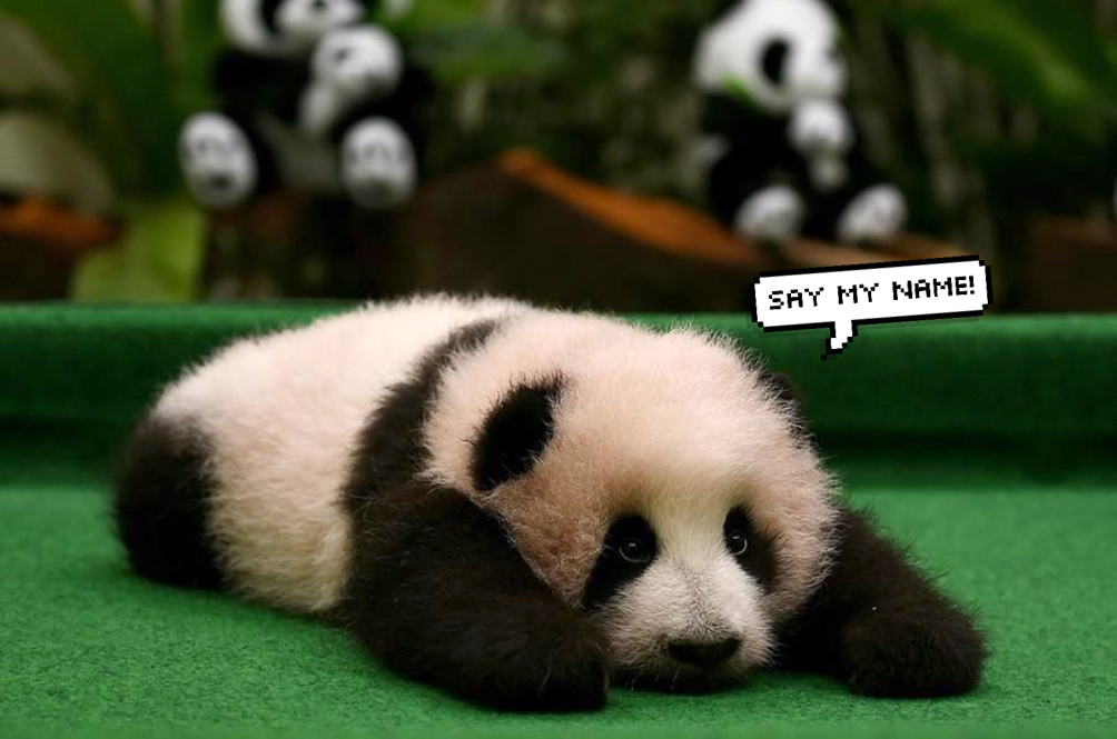 panda_4.jpg