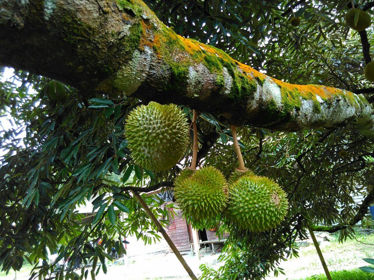 Facebook/ Bentong Happy Farm Reward yourself with durians after the hard work.