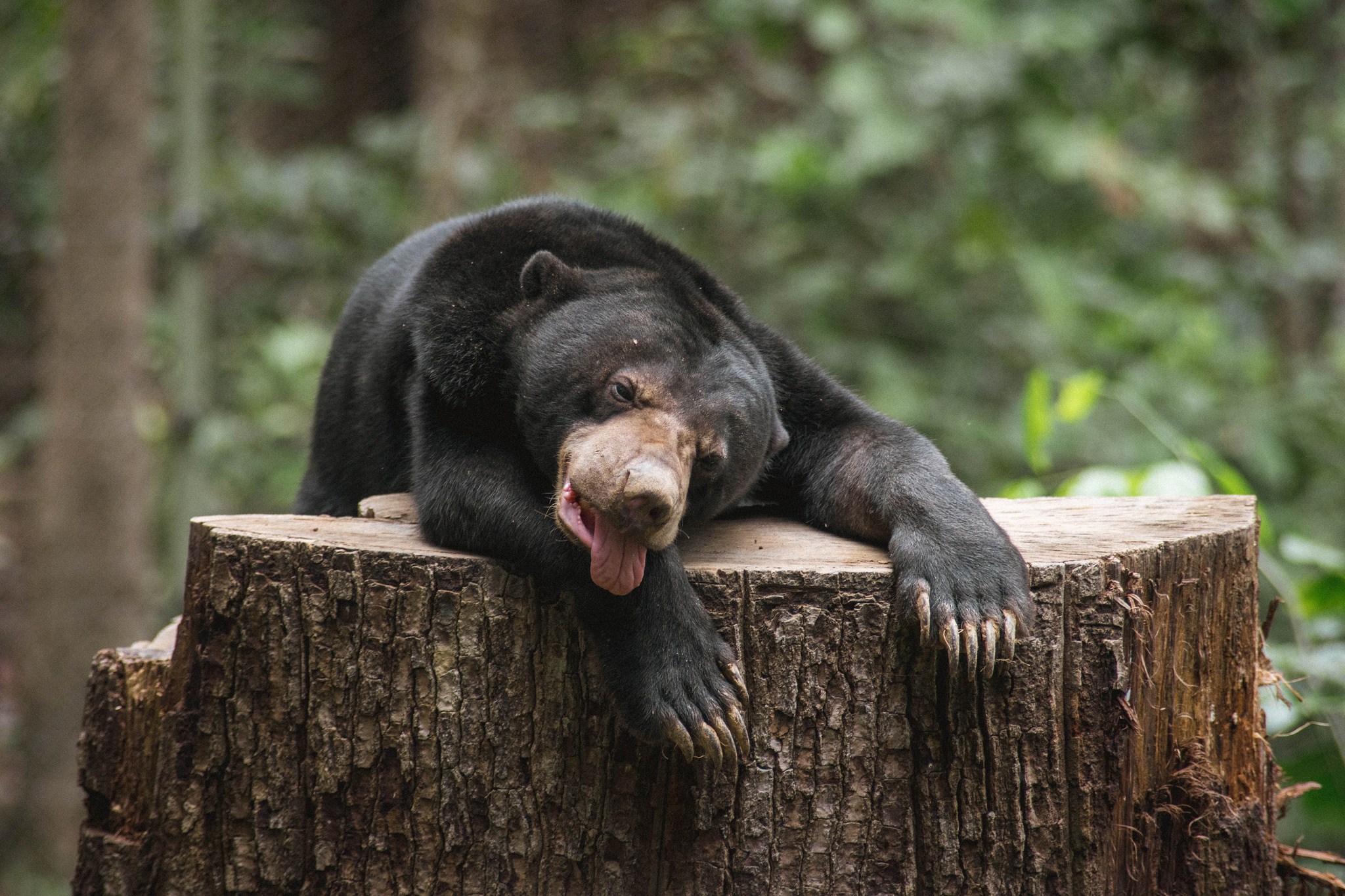 Flickr/ Tanner Gwaltney Sun bear taking a short break.