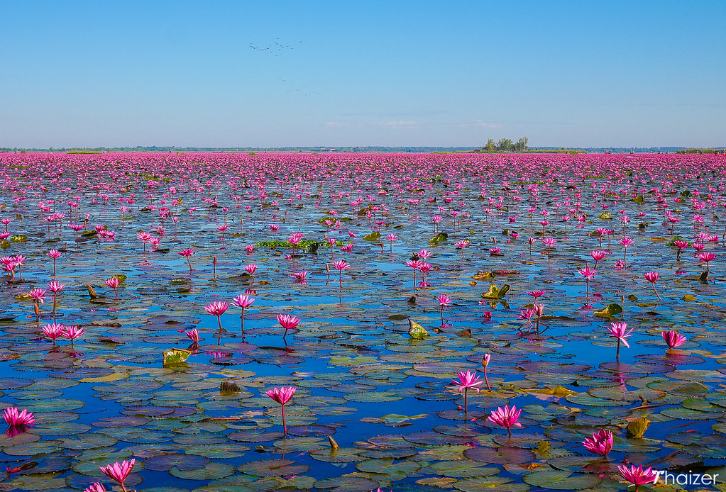 Thousands and thousands of red lotuses.