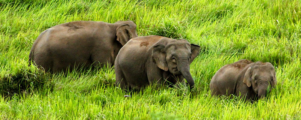 Pygmy elephants are the smallest of its kind.