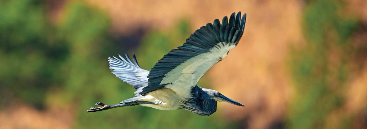 What a majestic bird.