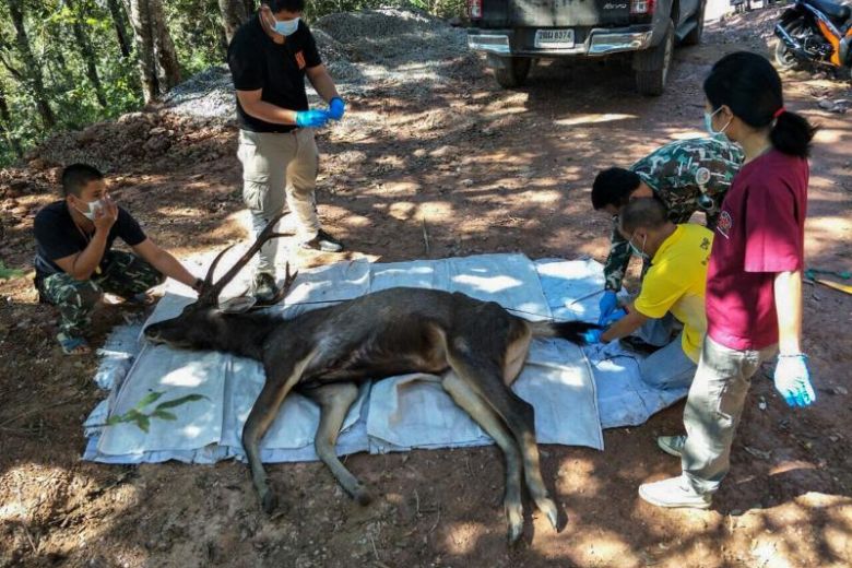 The Straits Times Poor deer.