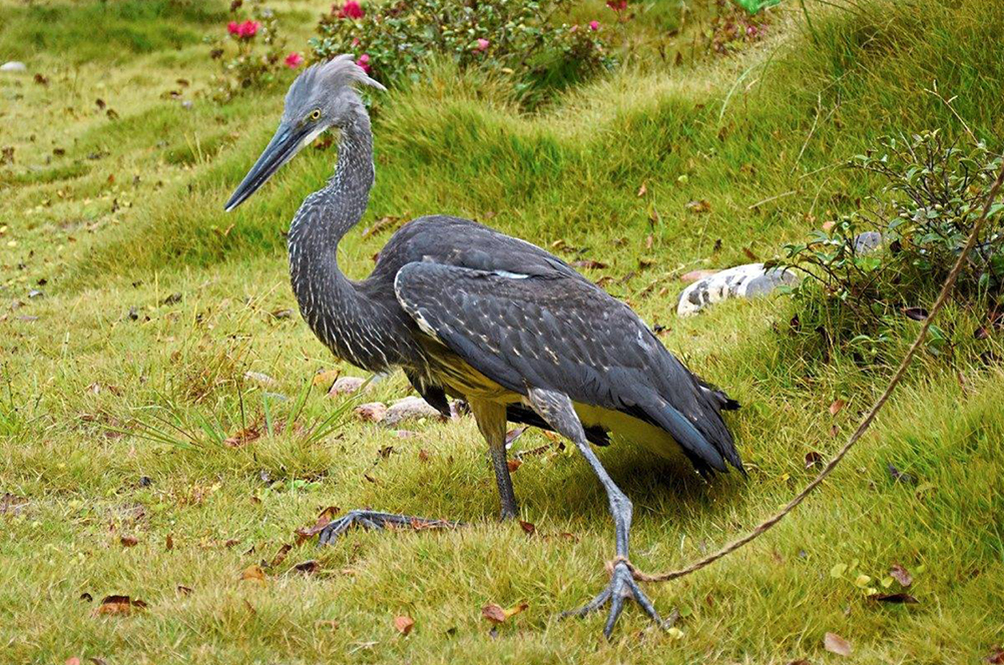 bird.jpg
