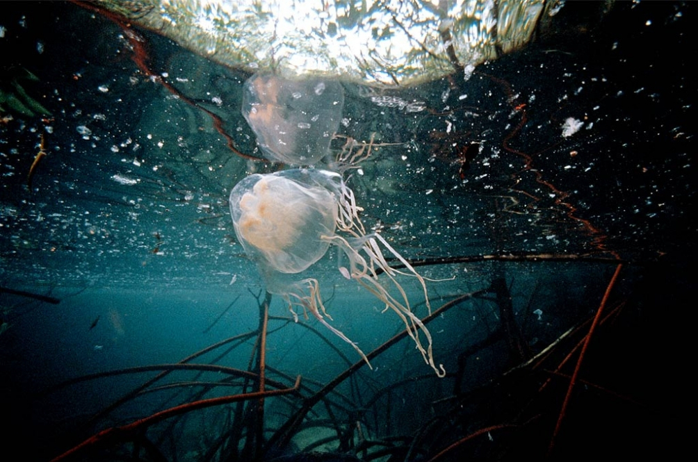 boxjellyfish.jpg