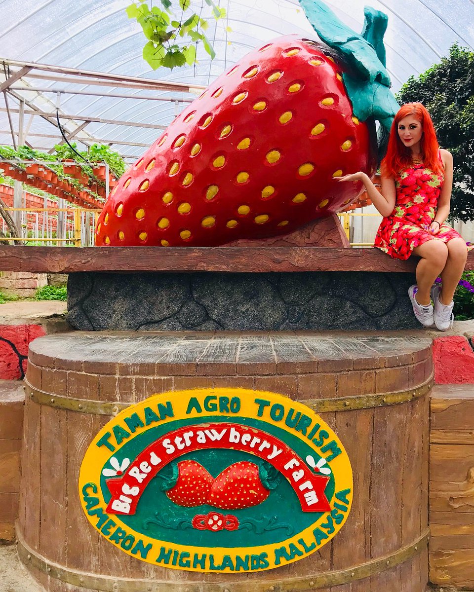 Big Farm Strawberry.