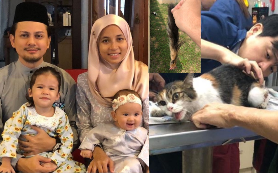 jimmyshanleykucing.jpg