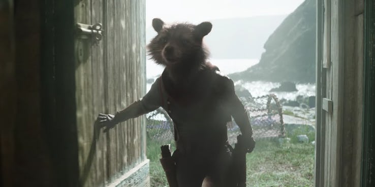 You better take the raccoon seriously.