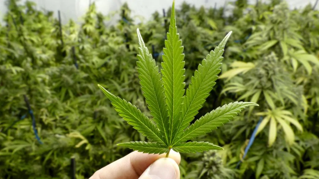 Gold Coast Bulletin Do you think the government will ever pass this law?