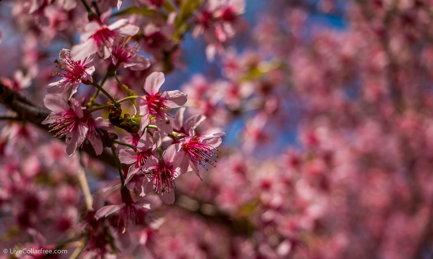 BRB booking a flight ticket to Chiang Rai.