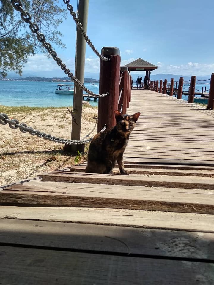 Seekor kucing di pulau Mamutik.