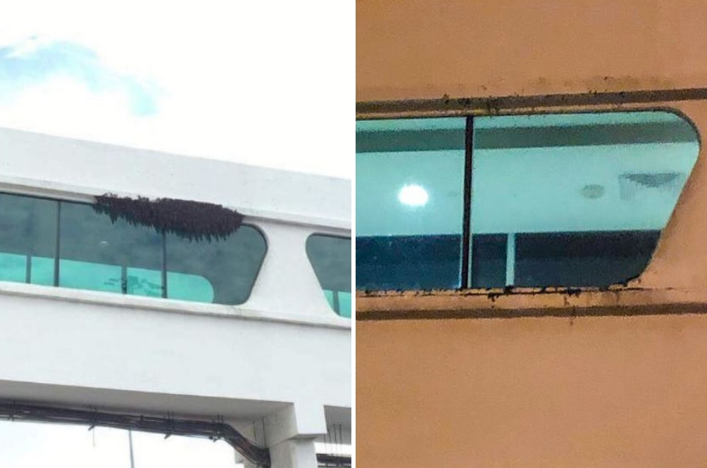 lebah3.jpg