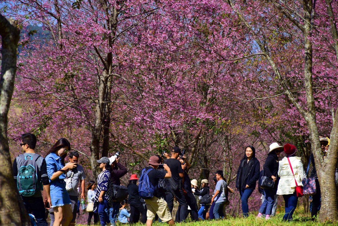 This place is swarmed by tourists come the cherry blossom season.