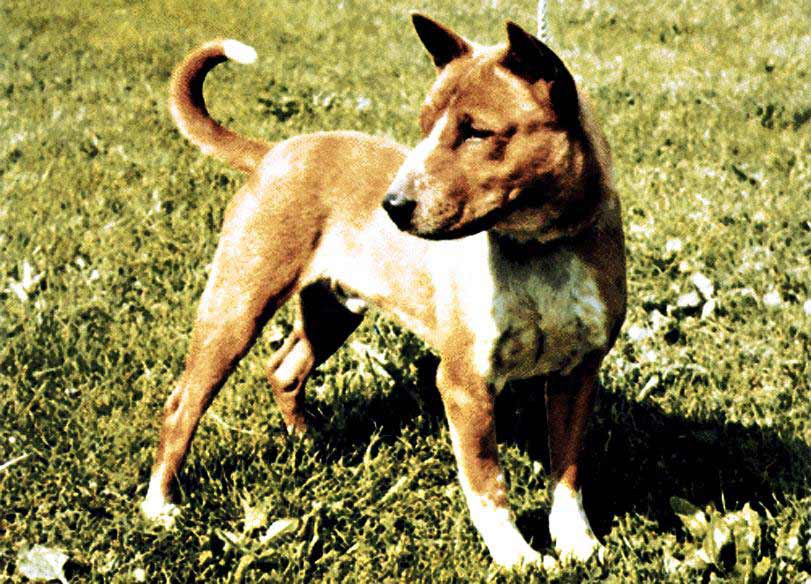 Such a handsome doggo!