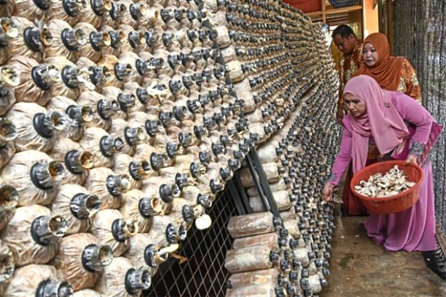 Their income has been mushrooming.