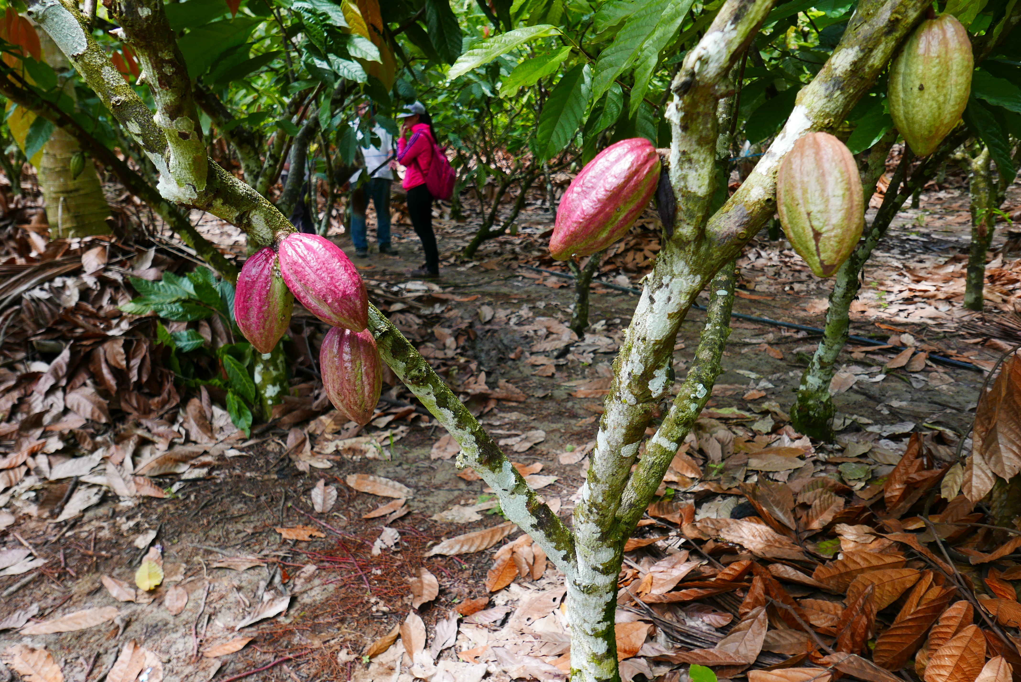 Made in Malaysia cocoa.