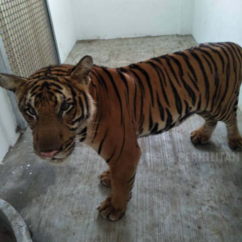 Goodbye, Awang Besul :(