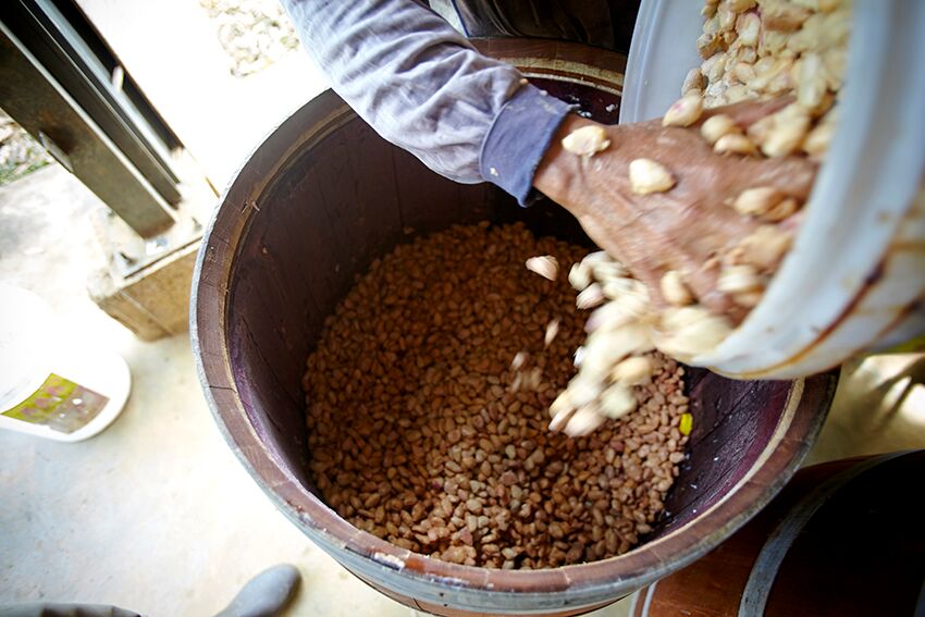 Let the fermenting process begin!