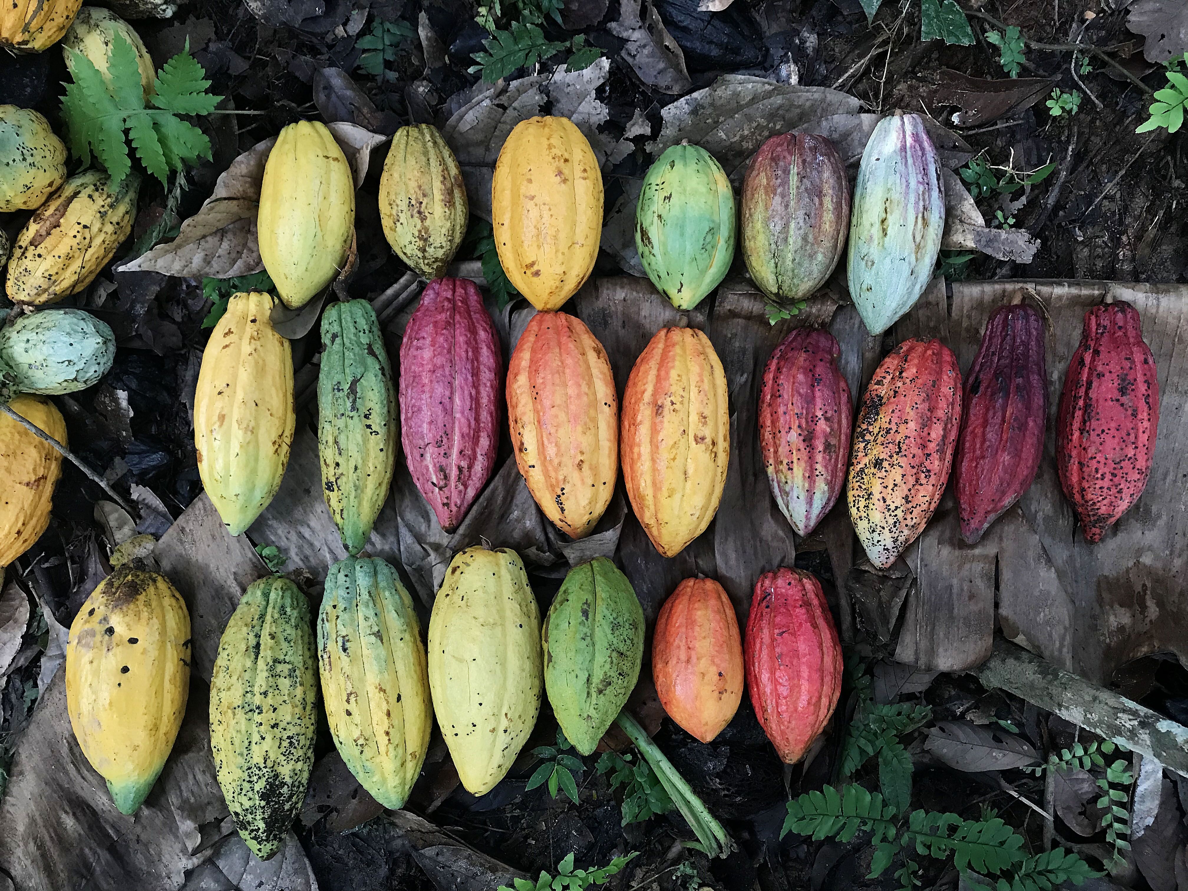 The Semai cacao – beautiful produce indeed.