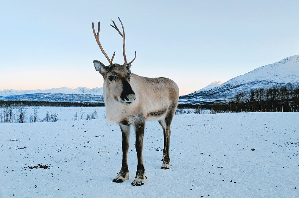 deer.jpg