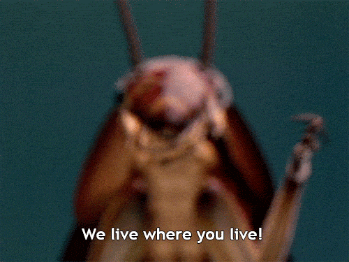 Cockroaches don't like clean spaces much