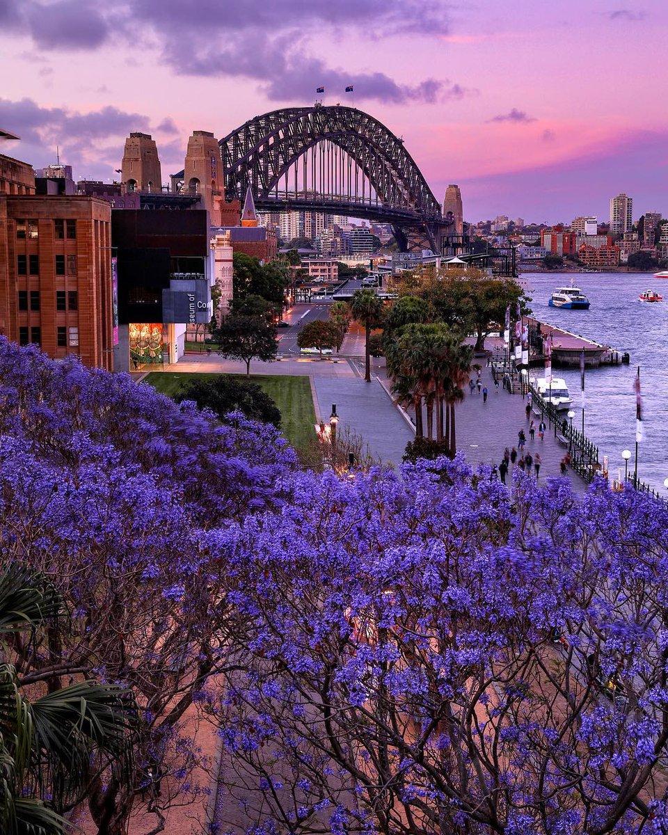 Purple-hued skies, purple-hued blooms. Perfect.