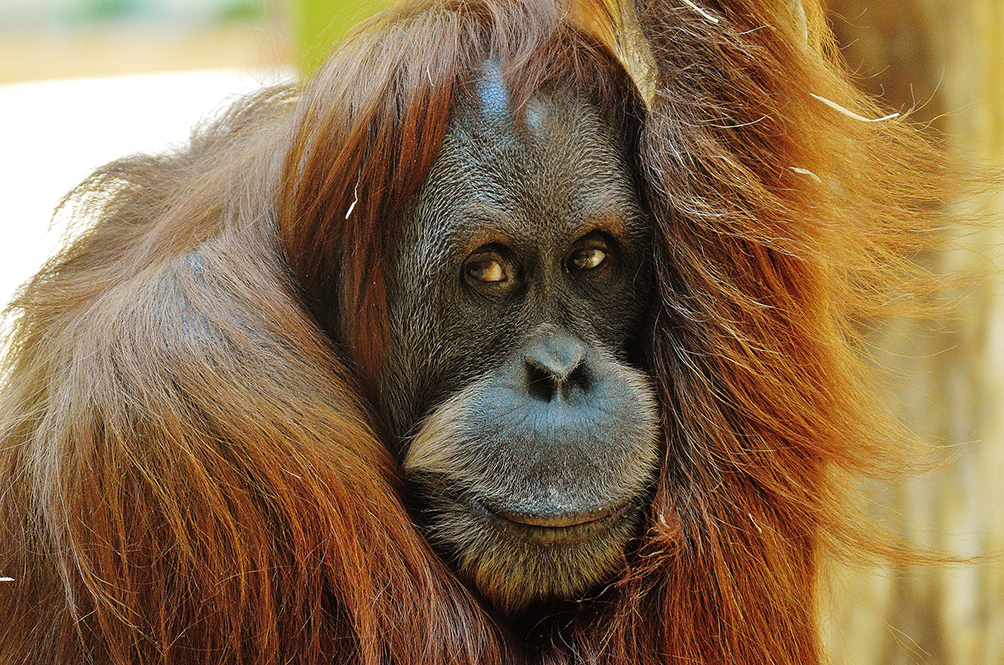 orang-utan-1341814_1920.jpg