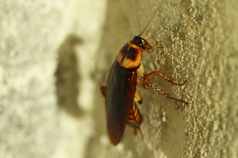 the-cockroaches-834021_1920.jpg