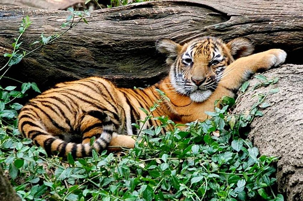 tiger-2022.jpg